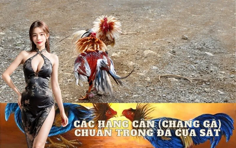 Các Hạng Cân (Chạng Gà) Chuẩn Trong Đá Cựa Sắt