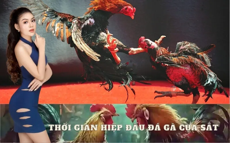 Luật Thời Gian Hiệp Đấu Đá Gà Cựa Sắt Quy Định Ra Sao