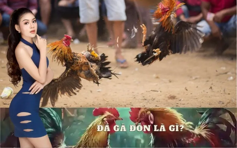 Giải Thích Đá Gà Đòn Là Gì? Nét Đặc Trưng Văn Hóa Việt