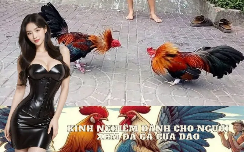 Kinh Nghiệm Dành Cho Người Xem Đá Gà Cựa Dao