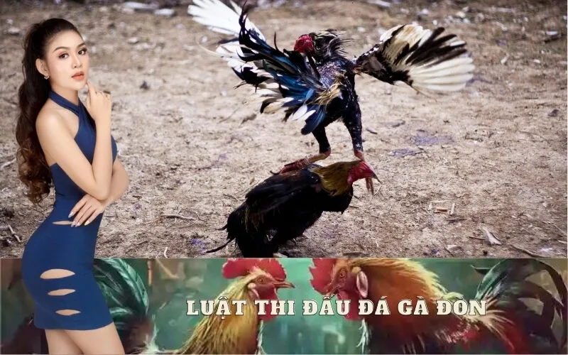 Luật Lệ Cơ Bản Của Một Trận Thi Đấu Đá Gà Đòn Chuẩn